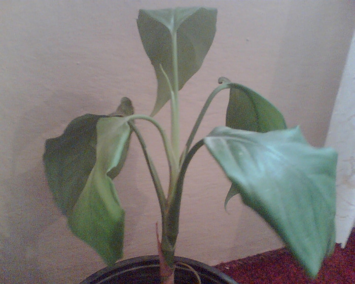Picture 115 - Diverse flori