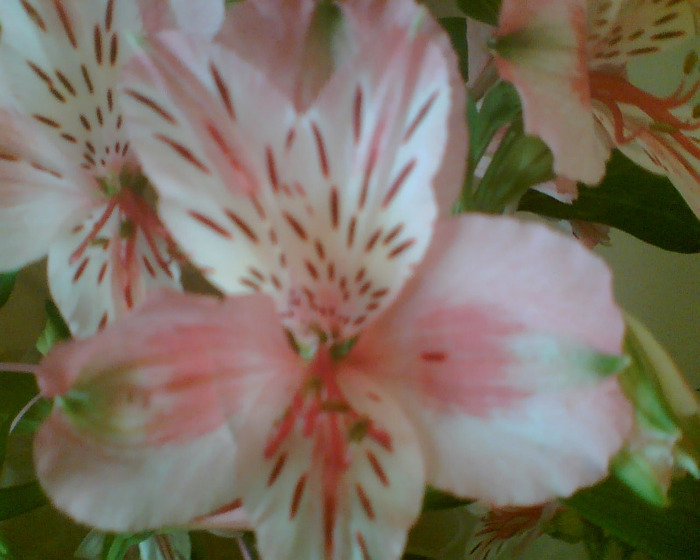 Picture 113 - Diverse flori