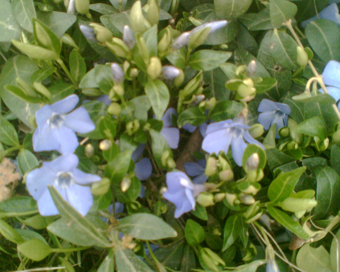 Picture 117 - Diverse flori