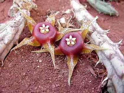 Huernia Andreana - Asclepiadaceae dorite