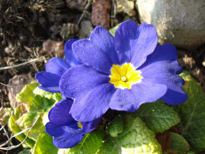 Blue Primula (2011, March 31) - PRIMULA Acaulis