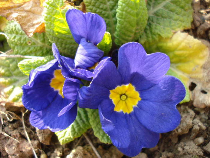 Blue Primula (2011, March 31)