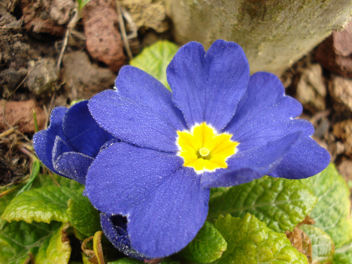 Blue Primula (2011, March 31) - PRIMULA Acaulis