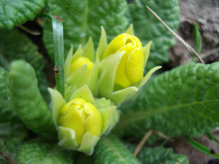 Yellow Primula (2011, April 02) - PRIMULA Acaulis