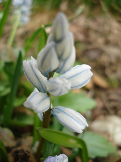 Puschkinia scilloides (2011, March 31) - PUSCHKINIA Scilloides