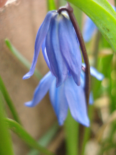 Scilla siberica (2011, March 29)