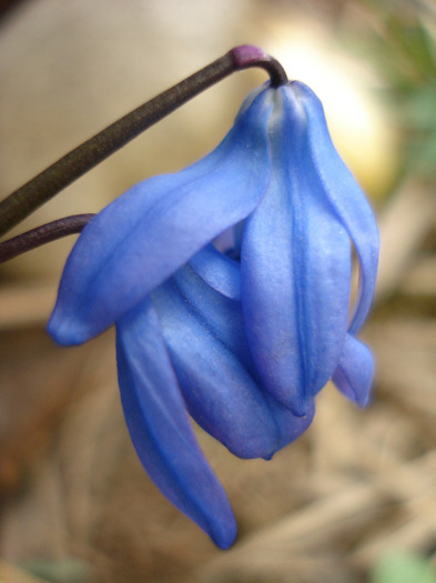 Scilla siberica (2011, March 29)