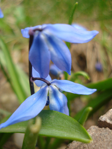 Scilla siberica (2011, March 31)