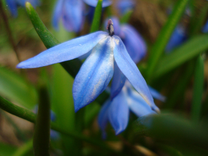 Scilla siberica (2011, March 31) - SCILLA Siberica_Siberian Squill