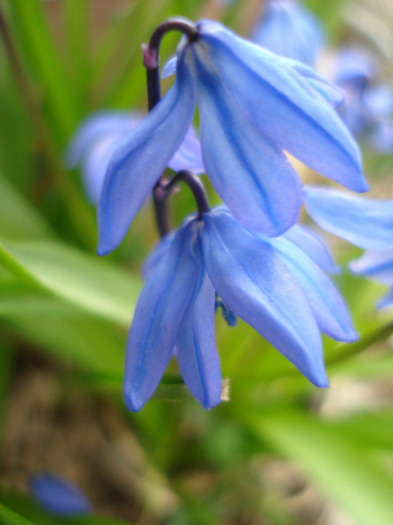 Scilla siberica (2011, April 02) - SCILLA Siberica_Siberian Squill