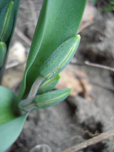 Tulipa Turkestanica (2011, April 01) - Tulipa Turkestanica