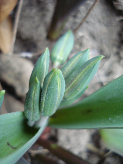 Tulipa Turkestanica (2011, April 01) - Tulipa Turkestanica