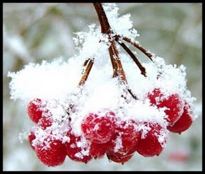 fructeiarna_[1]
