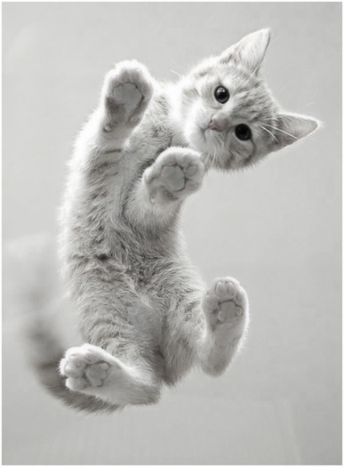 tumblr_lhv88rj0cZ1qhaxkeo1_500_large[1] - poze