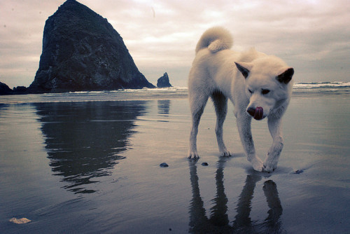 tumblr_lhxe92D7X91qgplzqo1_500_large[1]