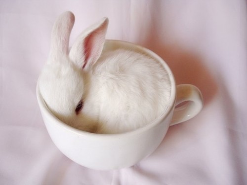 tumblr_li0ar4cQRI1qgb7zmo1_500_large[1] - poze