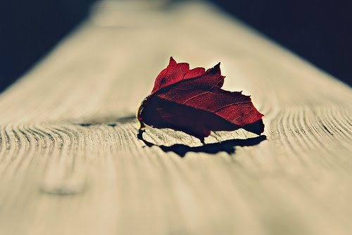 We Heart It Red Leaf on Wood[1] - poze