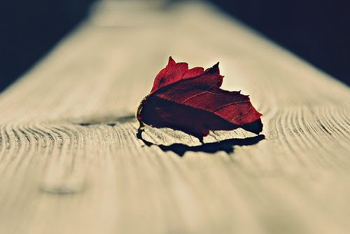 We Heart It Red Leaf on Wood[1]