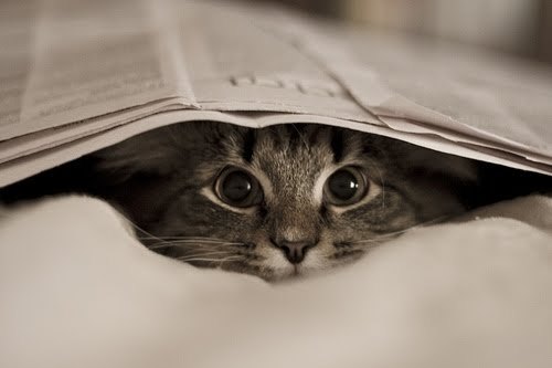 We Heart It via Flickr Cat Under Paper[1]