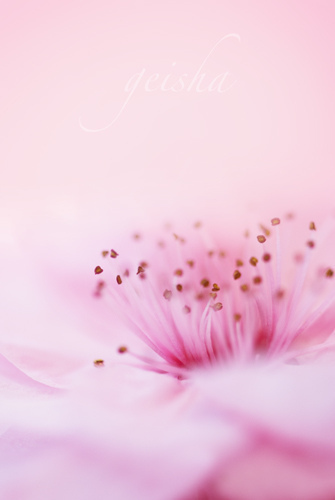 We Heart It via Flickr Close Up Pink Flower[1]