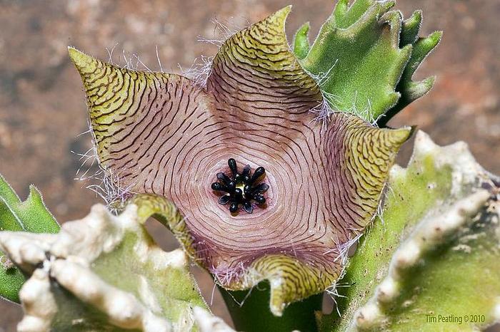 Stapelia Clavicorona - Asclepiadaceae dorite