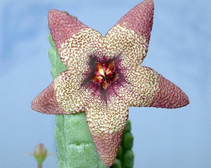 Tridentea umdausensis - Asclepiadaceae dorite