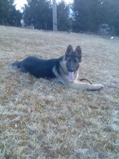 Rex 6 luni - de vinzare ciobanesc german