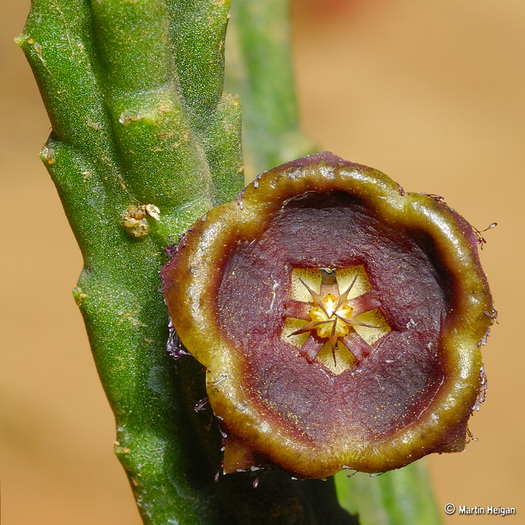 Tromotriche thudichumii - Asclepiadaceae dorite