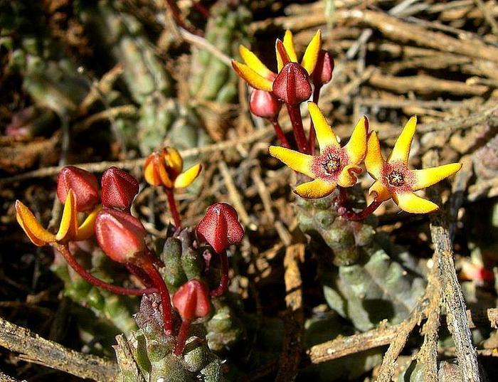 Pectinaria maughanii - Asclepiadaceae dorite