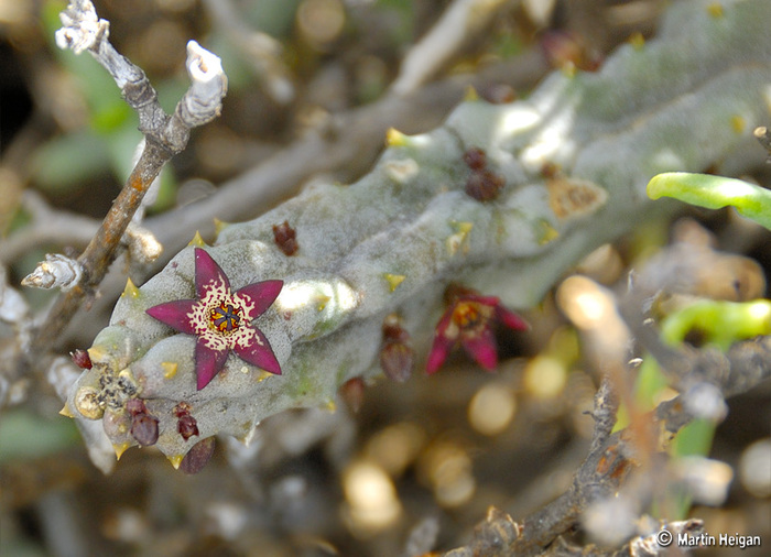 Quaqua swanepoelii - Asclepiadaceae dorite