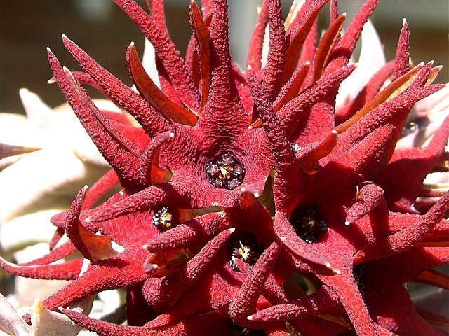 Orbea huilensis v. huilensis - Asclepiadaceae dorite