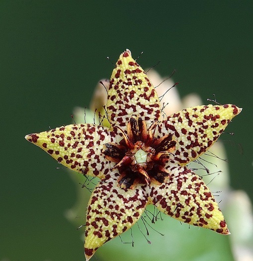 Orbea knobelii - Asclepiadaceae dorite