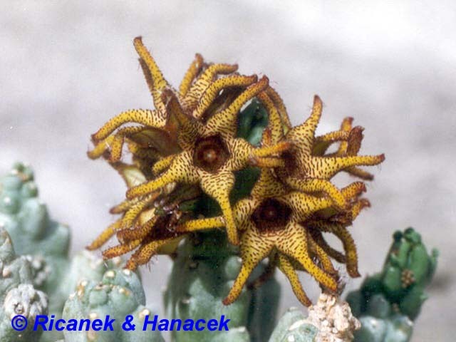 Caralluma plicatiloba - Asclepiadaceae dorite