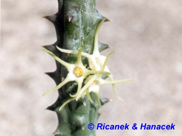 Quaqua dependens - Asclepiadaceae dorite