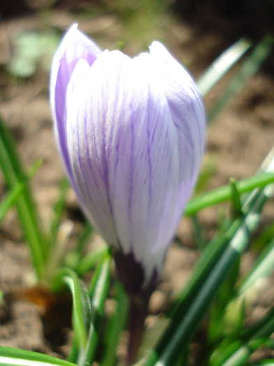 Crocus King of the Striped (2011, Mar.31) - Crocus King of the Striped