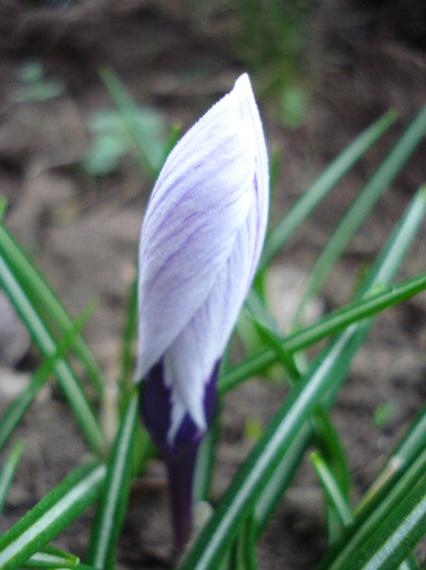 Crocus King of the Striped (2011, Apr.01) - Crocus King of the Striped