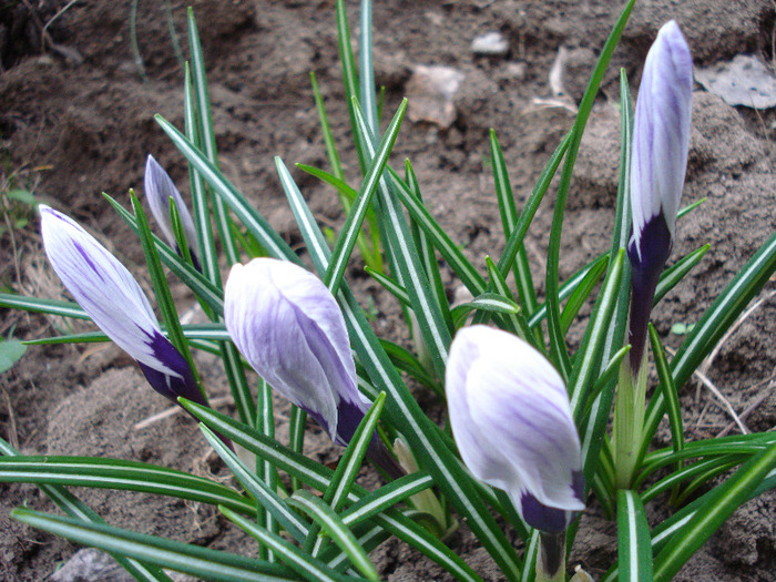 Crocus King of the Striped (2011, Apr.04)