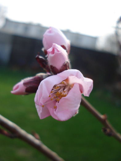 Prunus persica Davidii (2011, April 03) - Prunus persica Davidii