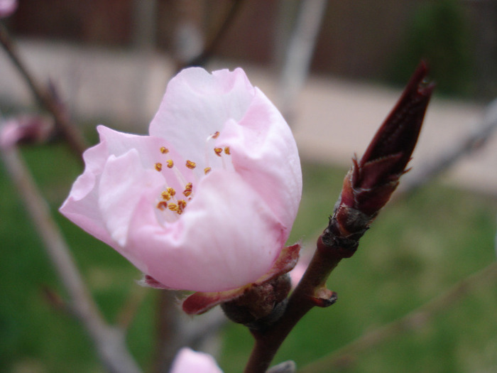 Prunus persica Davidii (2011, April 04) - Prunus persica Davidii