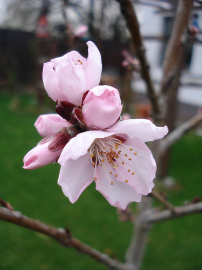 Prunus persica Davidii (2011, April 04) - Prunus persica Davidii