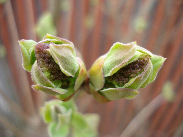 Syringa vulgaris_Lilac (2011, March 29)