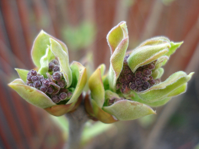 Syringa vulgaris_Lilac (2011, March 31)