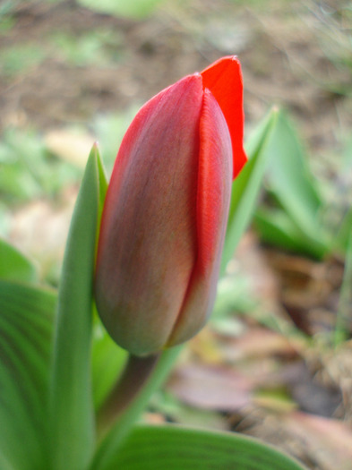 Tulipa Showwinner (2011, March 31)