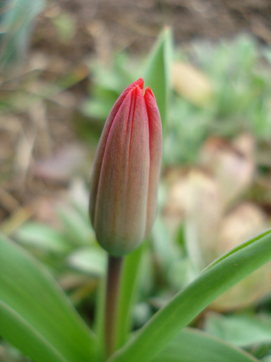 Tulipa Showwinner (2011, March 31)