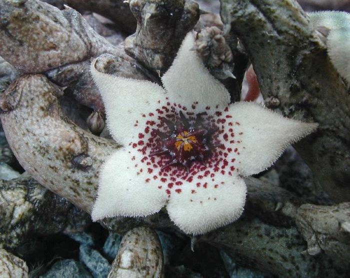 Stapelianthus arenarius - Asclepiadaceae dorite