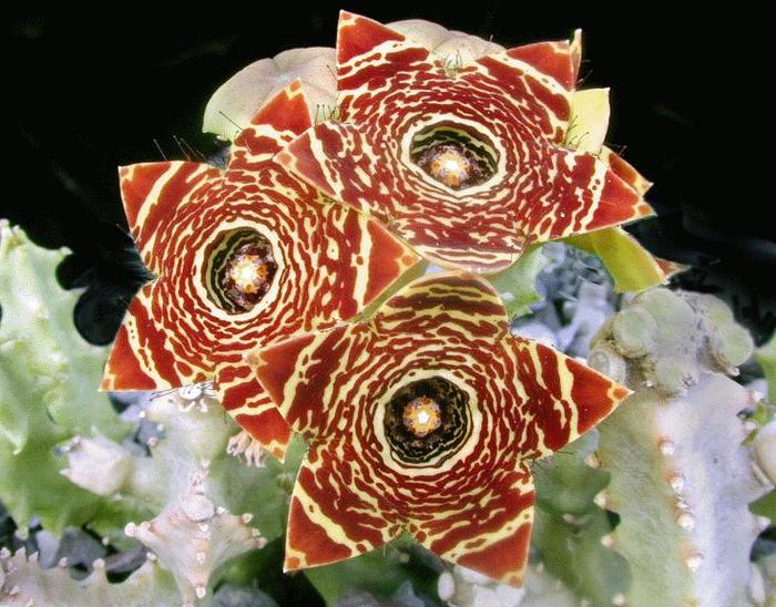 Caralluma crenulata - Asclepiadaceae dorite