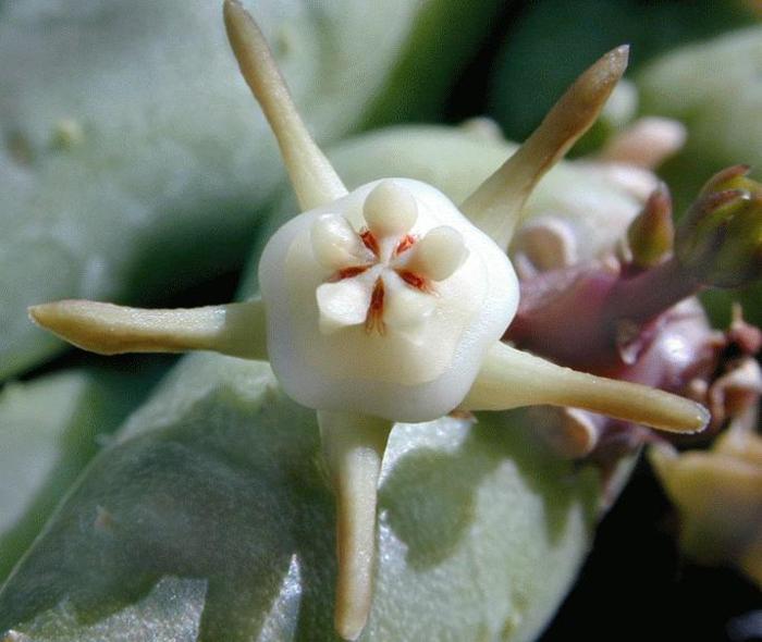 Duvalia parviflora - Asclepiadaceae dorite