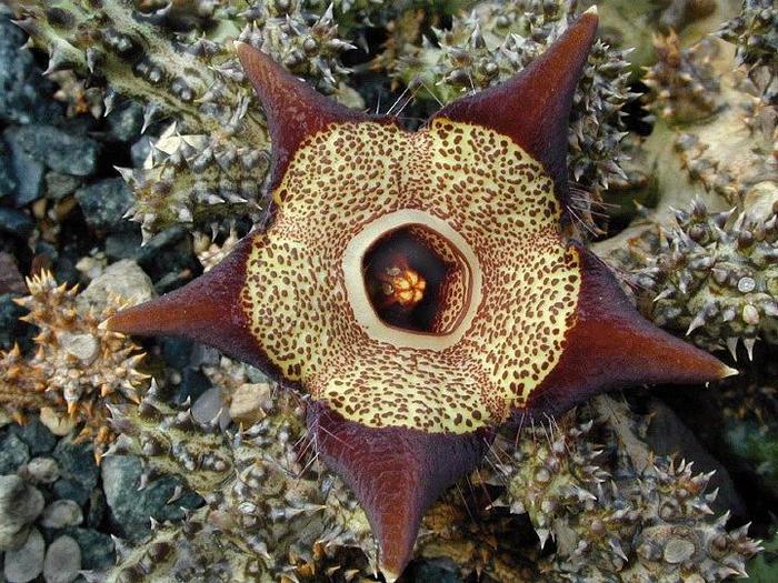 Edithcolea grandis - Asclepiadaceae dorite