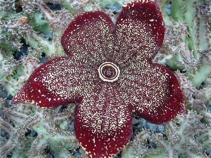 Edithcolea grandis 2 - Asclepiadaceae dorite
