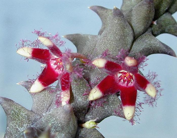 Quaqua inversa - Asclepiadaceae dorite